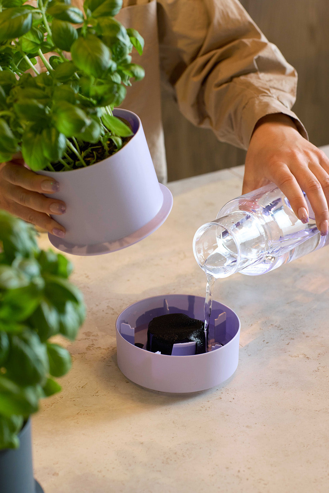 Billund self-watering pot, blueberry